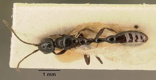 Tetraponera sahlbergii specimen CASENT0101150 image casent0101150_1
