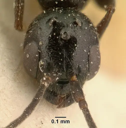 Tetraponera sahlbergii specimen CASENT0101150 image casent0101150_2