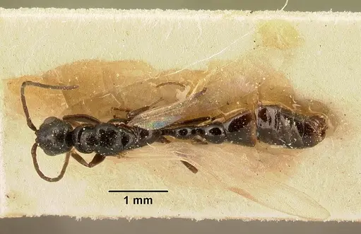Tetraponera sahlbergii specimen CASENT0101151 image casent0101151_1