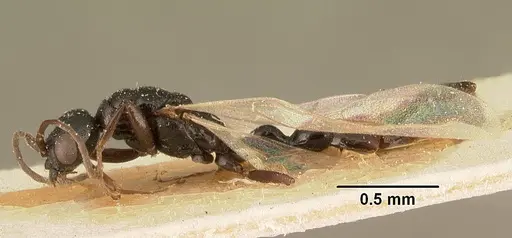 Tetraponera sahlbergii specimen CASENT0101151 image casent0101151_3