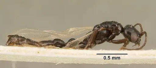 Tetraponera sahlbergii specimen CASENT0101151 image casent0101151_4