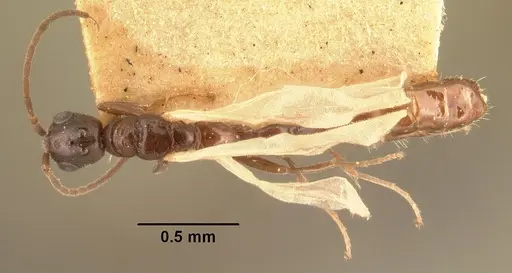 Tetraponera sahlbergii specimen CASENT0101623 image casent0101623_1
