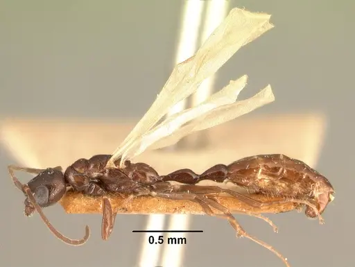 Tetraponera sahlbergii specimen CASENT0101623 image casent0101623_3
