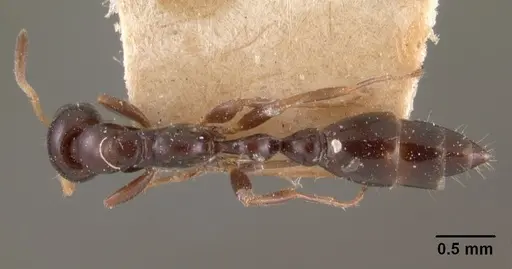 Tetraponera sahlbergii specimen CASENT0102036 image casent0102036_1