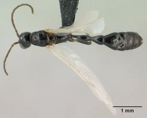 Tetraponera sahlbergii specimen CASENT0138681 image casent0138681_1