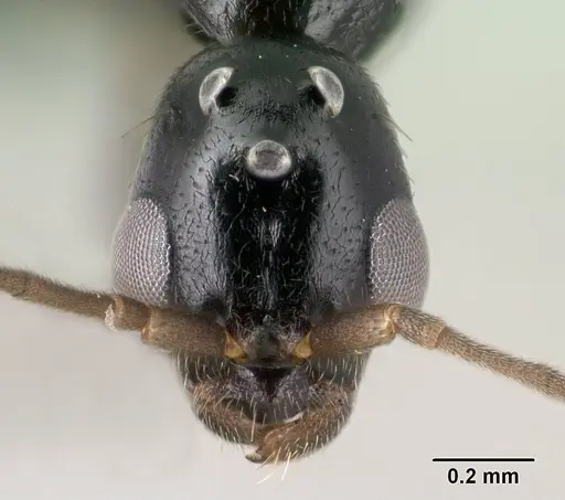 Tetraponera sahlbergii specimen CASENT0138681 image casent0138681_2