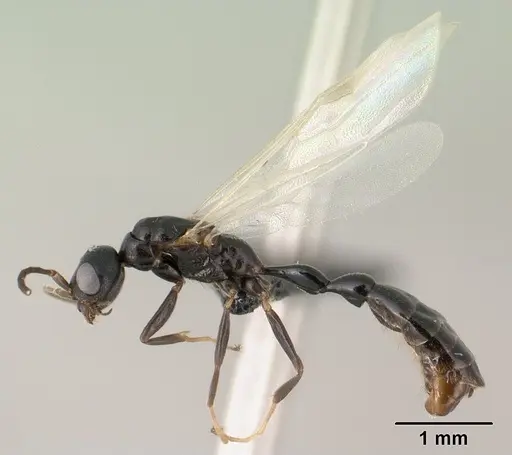 Tetraponera sahlbergii specimen CASENT0138681 image casent0138681_3