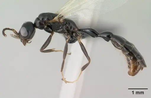 Tetraponera sahlbergii specimen CASENT0138681 image casent0138681_4