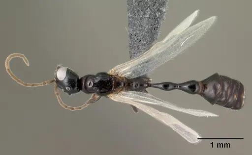Tetraponera sahlbergii specimen CASENT0144923 image casent0144923_1