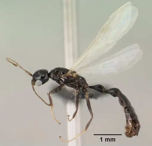 Tetraponera sahlbergii specimen CASENT0144923 image casent0144923_3