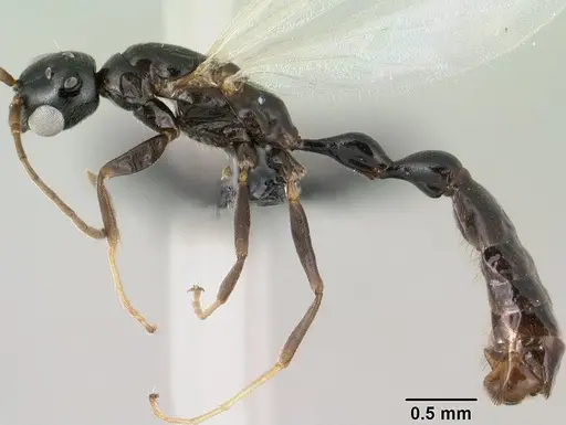 Tetraponera sahlbergii specimen CASENT0144923 image casent0144923_4