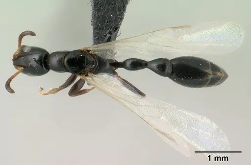 Tetraponera sahlbergii specimen CASENT0144930 image casent0144930_1