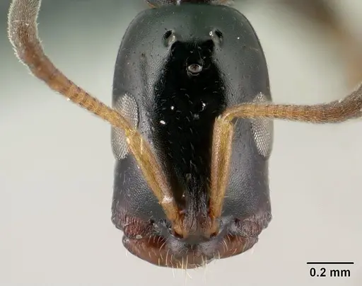 Tetraponera sahlbergii specimen CASENT0144930 image casent0144930_2