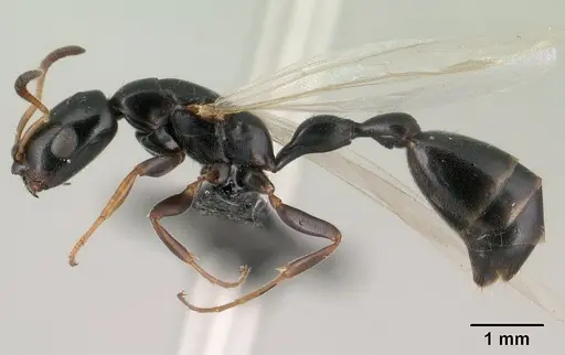 Tetraponera sahlbergii specimen CASENT0144930 image casent0144930_3