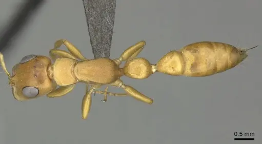 Tetraponera schulthessi specimen CASENT0235820 image casent0235820_1
