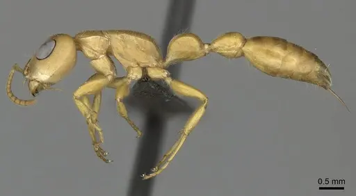 Tetraponera schulthessi specimen CASENT0235820 image casent0235820_3