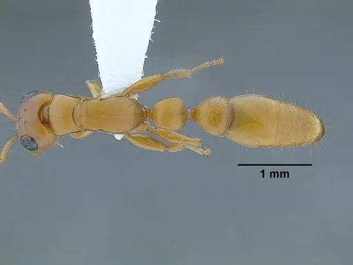 Tetraponera schulthessi specimen CASENT0794193 image casent0794193_1