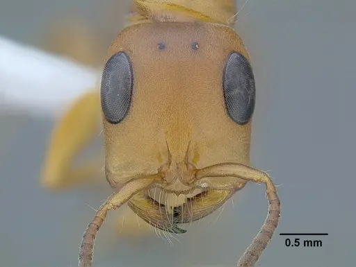 Tetraponera schulthessi specimen CASENT0794193 image casent0794193_2