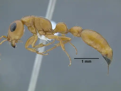 Tetraponera schulthessi specimen CASENT0794193 image casent0794193_3