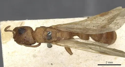Tetraponera schulthessi specimen CASENT0915539 image casent0915539_1