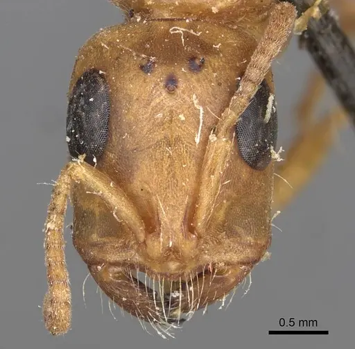 Tetraponera schulthessi specimen CASENT0915539 image casent0915539_2