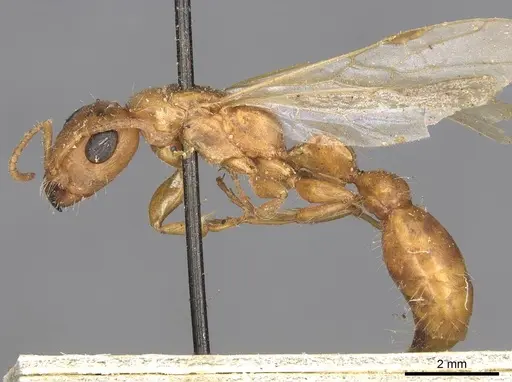 Tetraponera schulthessi specimen CASENT0915539 image casent0915539_3