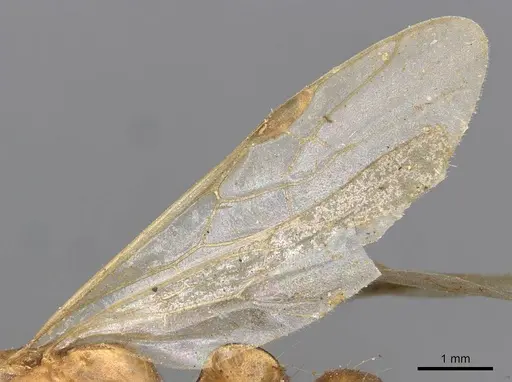 Tetraponera schulthessi specimen CASENT0915539 image casent0915539_4