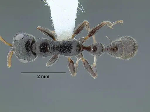Tetraponera setosa specimen CASENT0794346 image casent0794346_1