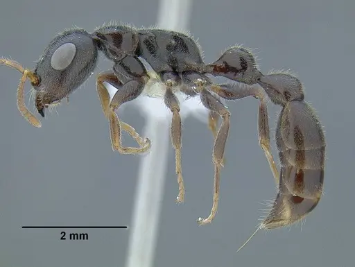 Tetraponera setosa specimen CASENT0794346 image casent0794346_3