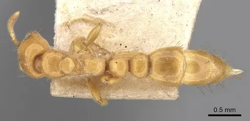 Tetraponera tessmanni specimen CASENT0281869 image casent0281869_1