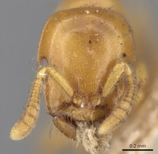 Tetraponera tessmanni specimen CASENT0281869 image casent0281869_2