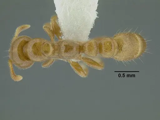 Tetraponera tessmanni specimen CASENT0794354 image casent0794354_1