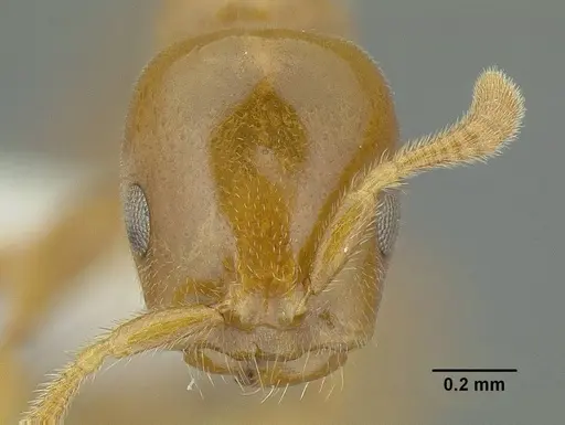Tetraponera tessmanni specimen CASENT0794354 image casent0794354_2
