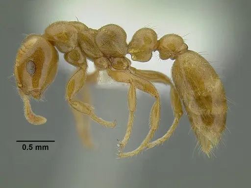 Tetraponera tessmanni specimen CASENT0794354 image casent0794354_3