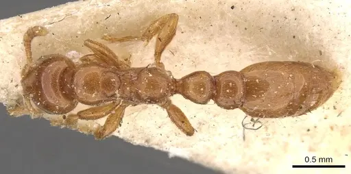 Tetraponera tessmanni specimen CASENT0907476 image casent0907476_1