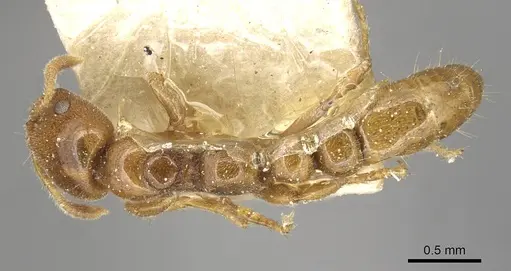 Tetraponera tessmanni specimen CASENT0915540 image casent0915540_1