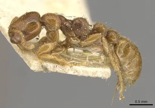Tetraponera tessmanni specimen CASENT0915540 image casent0915540_3