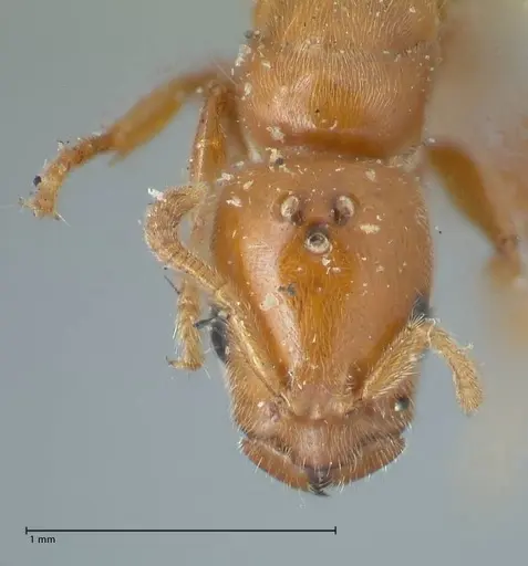 Tetraponera tessmanni specimen FOCOL1166 image focol1166_2