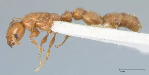 Tetraponera tessmanni specimen FOCOL1166 image focol1166_3