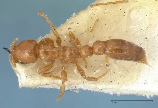 Tetraponera tessmanni specimen FOCOL1167 image focol1167_1