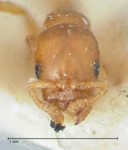 Tetraponera tessmanni specimen FOCOL1167 image focol1167_2