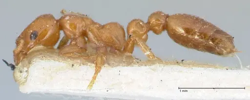 Tetraponera tessmanni specimen FOCOL1167 image focol1167_3