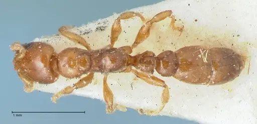 Tetraponera tessmanni specimen FOCOL1168 image focol1168_1