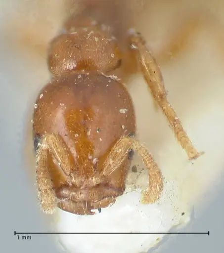 Tetraponera tessmanni specimen FOCOL1168 image focol1168_2