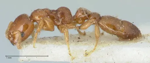 Tetraponera tessmanni specimen FOCOL1168 image focol1168_3