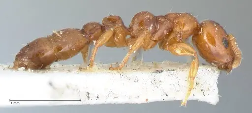 Tetraponera tessmanni specimen FOCOL1168 image focol1168_4