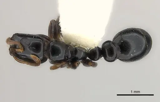 Tetraponera tucurua specimen CASENT0217597 image casent0217597_1