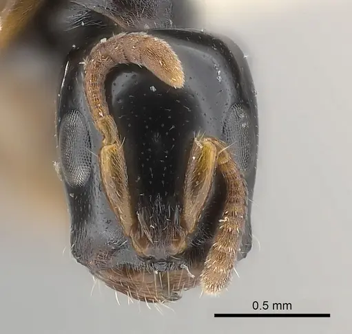 Tetraponera tucurua specimen CASENT0217597 image casent0217597_2