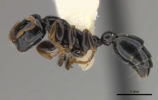 Tetraponera tucurua specimen CASENT0217597 image casent0217597_3