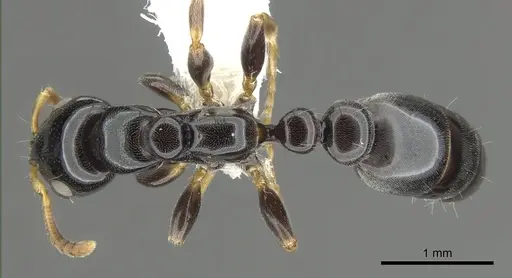 Tetraponera tucurua specimen CASENT0902836 image casent0902836_1